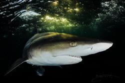 ~ Green and Gold ~ by Geo Cloete 